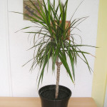Dracaena