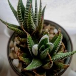 Aloe